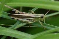 Stethophyma grossum