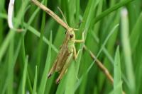 Pseudochorthippus parallelus