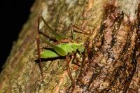 Leptophyes punctatissima