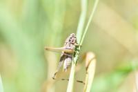 Tessellana tessellata