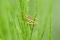 Leptophyes punctatissima