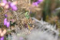 Gomphocerippus armoricanus