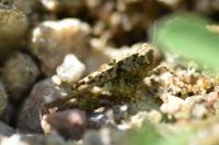 Paratettix meridionalis