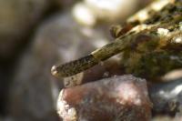 Paratettix meridionalis