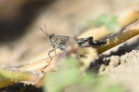 Paratettix meridionalis