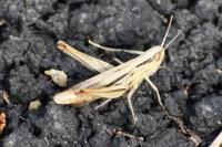 Euchorthippus elegantulus