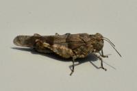 Oedipoda caerulescens