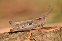 Gomphocerippus vagans