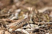 Gomphocerippus mollis