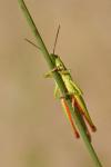 Paracinema tricolor bisignatum