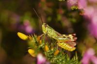 Gomphocerippus armoricanus