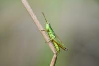 Chrysochraon dispar