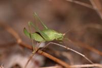 Leptophyes punctatissima