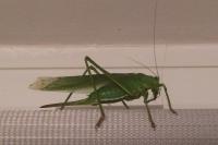 Tettigonia viridissima