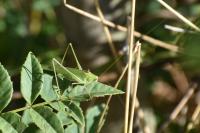 Phaneroptera falcata