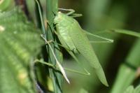 Phaneroptera nana