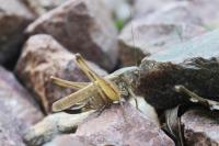 Platycleis albopunctata