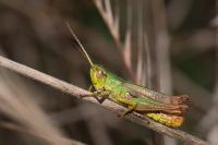 Pseudochorthippus parallelus