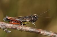 Omocestus rufipes