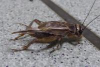 Acheta domesticus