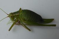 Leptophyes punctatissima