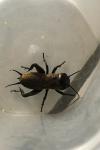 Gryllus campestris