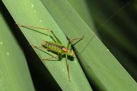 Leptophyes punctatissima