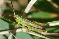 Pseudochorthippus parallelus