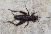 Nemobius sylvestris