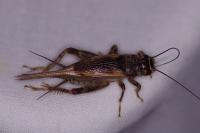Eumodicogryllus bordigalensis