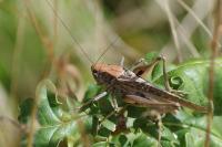 Platycleis