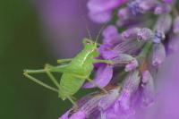 Leptophyes punctatissima