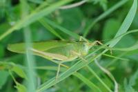 Tettigonia viridissima