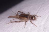Eumodicogryllus bordigalensis