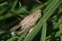Platycleis affinis