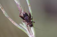 Nemobius sylvestris