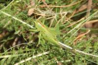 Tettigonia viridissima