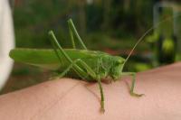 Tettigonia viridissima