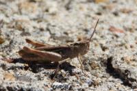 Chorthippus