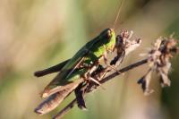 Pseudochorthippus parallelus