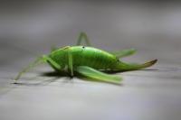 Meconema meridionale