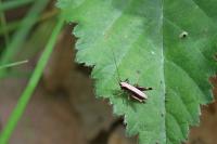 Pholidoptera griseoaptera