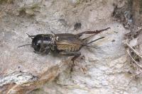 Gryllus campestris