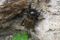 Gryllus campestris