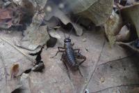 Nemobius sylvestris