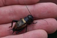 Gryllus campestris