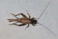 Eumodicogryllus bordigalensis