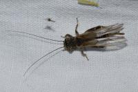 Eumodicogryllus bordigalensis
