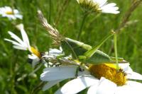 Tettigonia viridissima