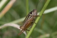 Roeseliana roeselii
